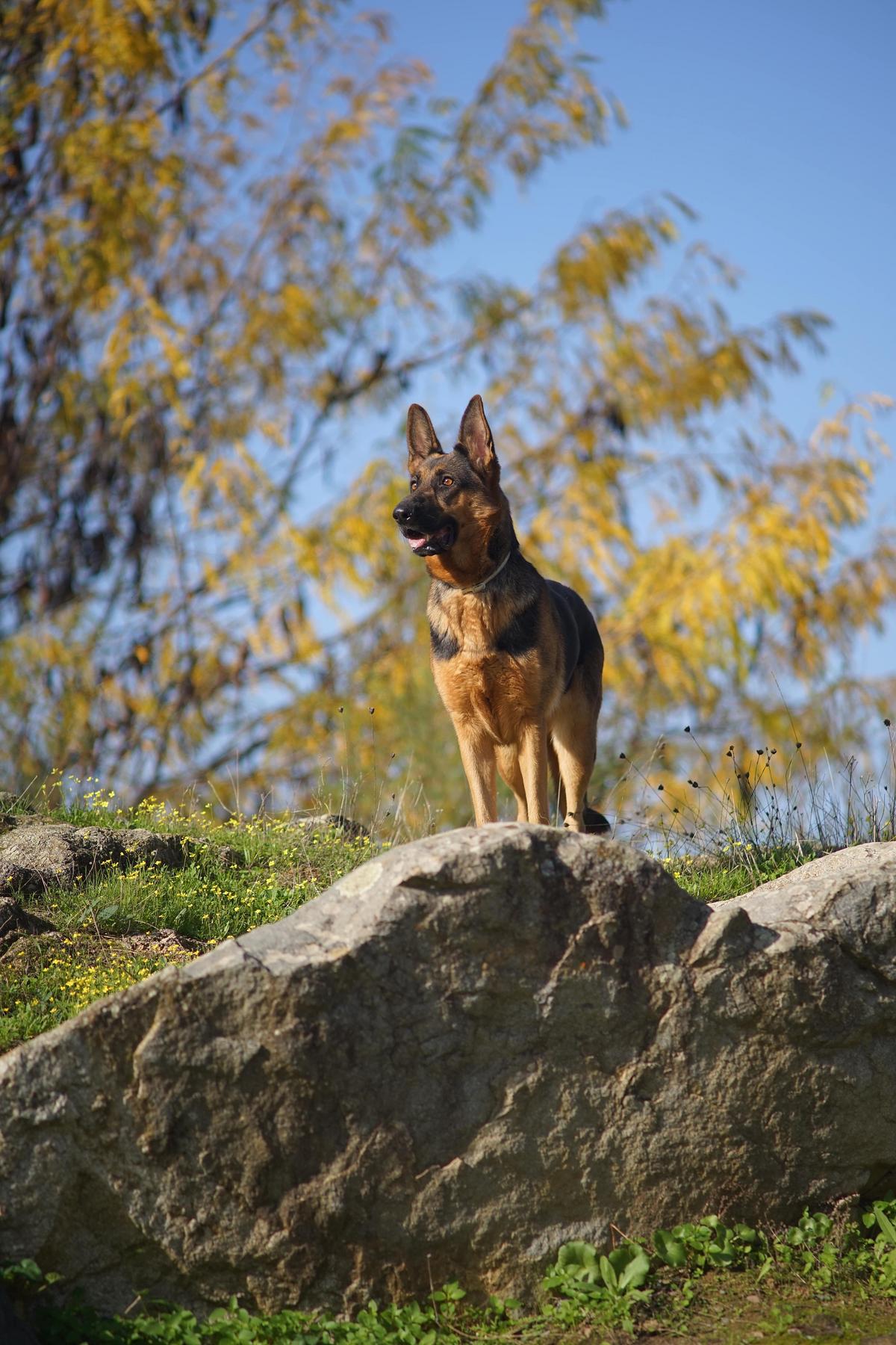 Healthy Dog On A Rock