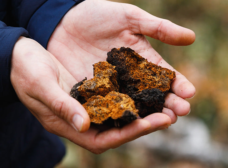 SuperFeast Chaga