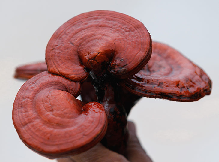 SuperFeast Reishi Mushroom