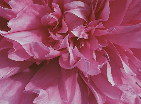 Close up of a pink flower