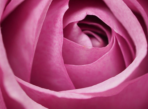 Close up image of a pink rose.