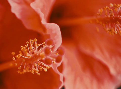 Close up of the inside of an orange hibiscus flower.