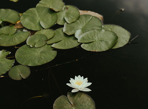 Single lotus flower in dark body of water.