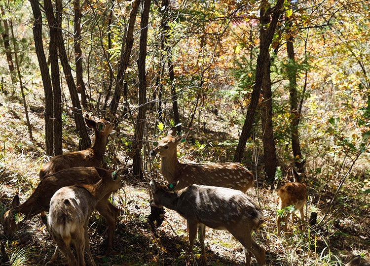 What are the Benefits of Deer Antler Velvet? – Antler Farms