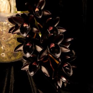 25 Verrines orchidée noire 9 cl