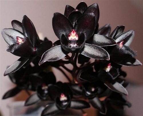 Epicattleya Miva Etoile Noir - a Black Orchid! – La Foresta Orchids