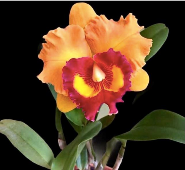 Cattleya schilleriana var. aurea x var. albescens – La Foresta Orchids