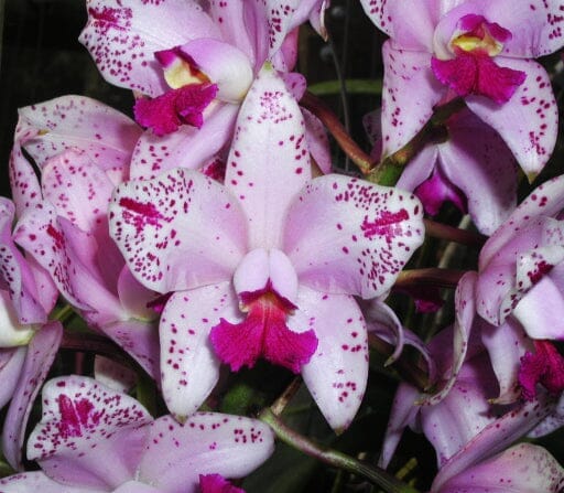 Cattleya amethystoglossa var. semi alba – La Foresta Orchids