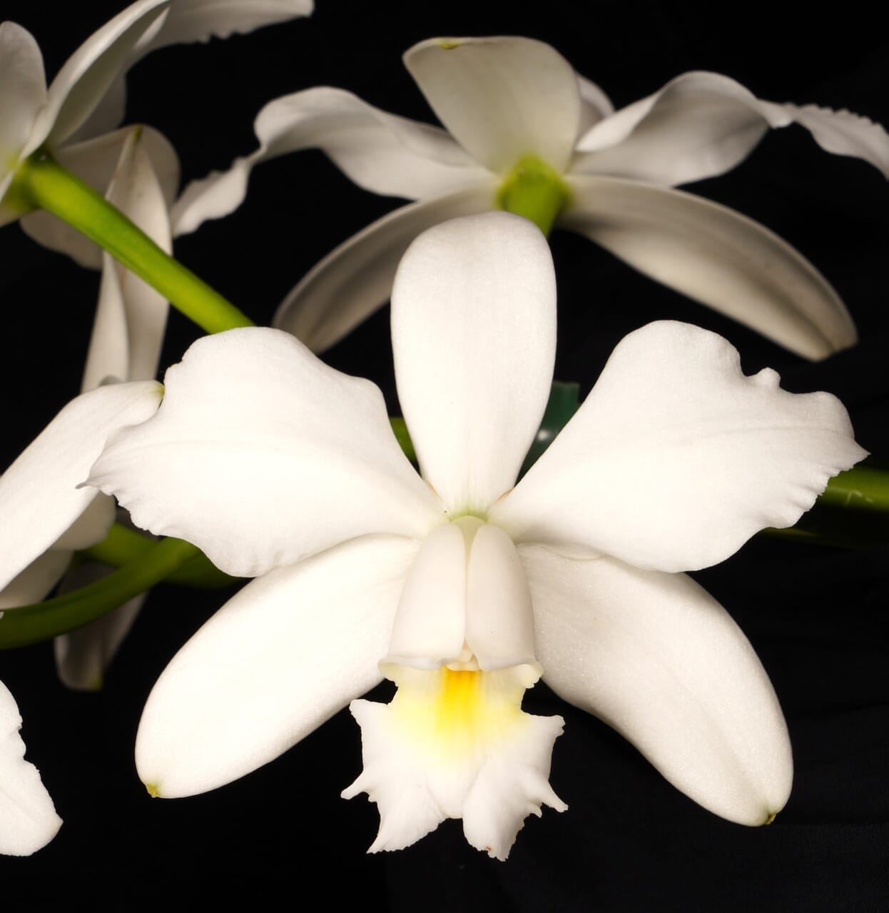 Cattleya maxima var. alba x Cattleya violacea var. alba