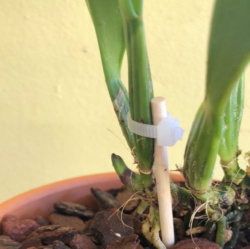 Cattleya percivaliana var. ‘tipo’ x var. pelorica ‘Hercules’