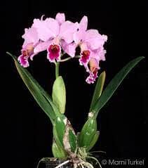 Cattleya percivaliana var. ‘tipo’ x var. pelorica ‘Hercules’