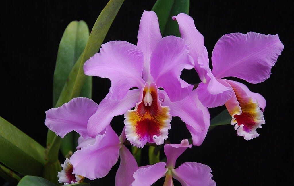 Cattleya percivaliana var. ‘tipo’ x var. pelorica ‘Hercules’