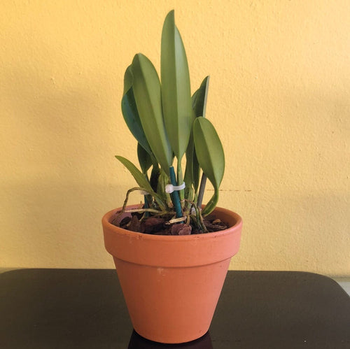 Cattleya percivaliana var. ‘tipo’ x var. pelorica ‘Hercules’