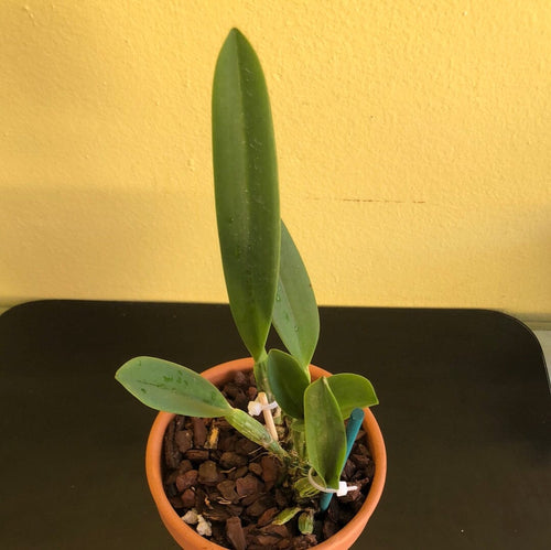 Cattleya percivaliana var. ‘tipo’ x var. pelorica ‘Hercules’