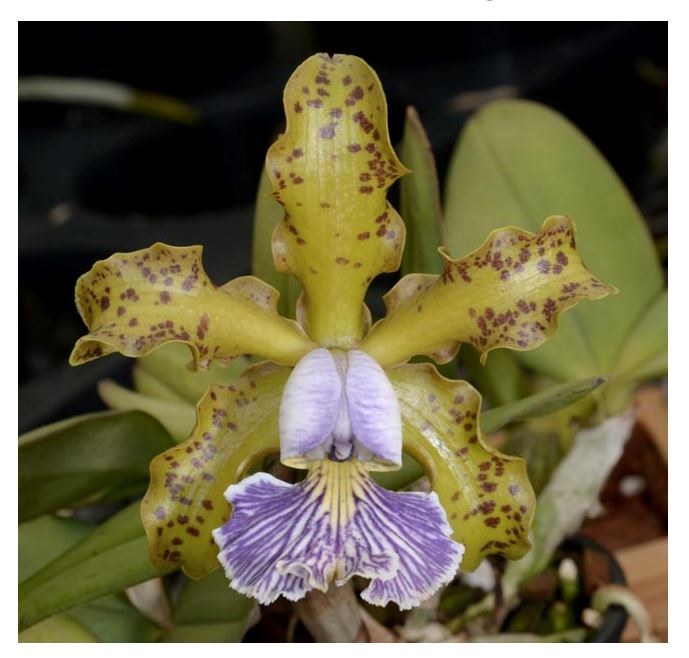 Cattleya schilleriana var. coerulea 'Blue Green' x 'Blue Moon'