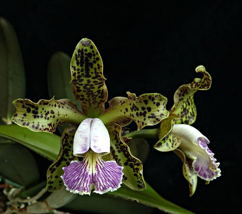 Cattleya schilleriana var. coerulea 'Blue Green' x 'Blue Moon'