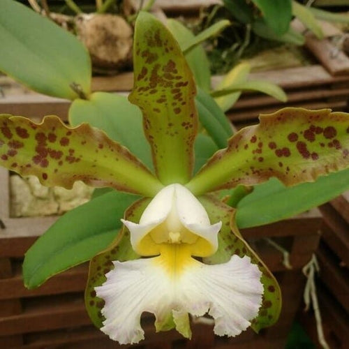 Cattleya schilleriana var. aurea x var. albescens