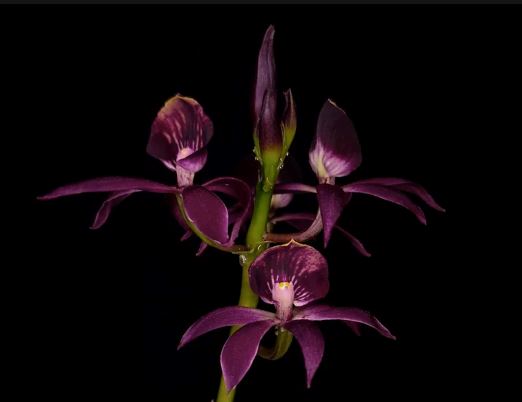 Encyclia Guarechea Black Comet - a Black Orchid!