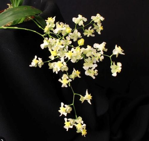 Oncidium Alliance - Oncidium Chian Tzy Chiou Ping – La Foresta Orchids