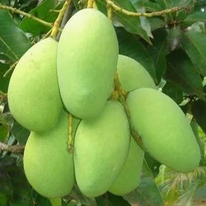 Homegrown Mangoes
