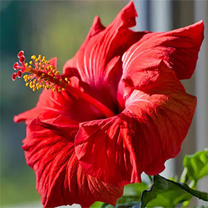 Hibiscus