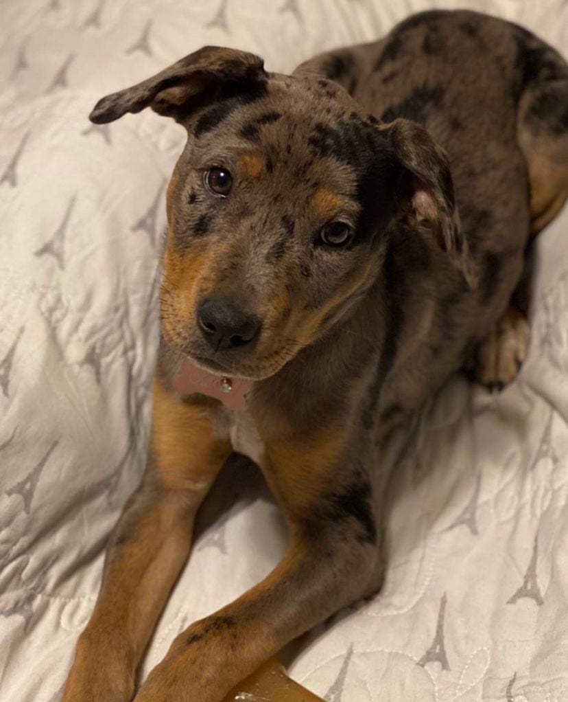 Catahoula puppies | female catahoula puppies for sale | catahoula dog breeder | catahoula leopard dog puppies