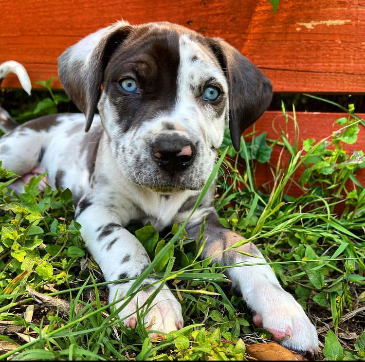 catahoula puppies for sale | catahoula leopard dogs for sale | catahoula dog price 