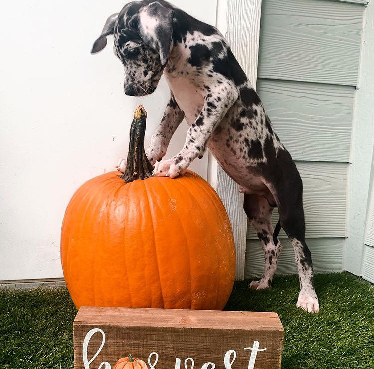 male catahoula puppy for sale - catahoula puppies