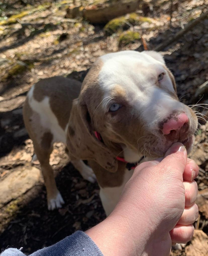 catahoula puppies | catahoula puppies for sale | catahoula 