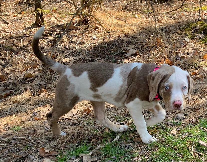 catahoula puppies | female catahoula for sale | catahoula puppy for sale | catahoula leopard dog