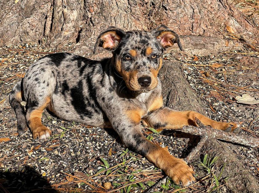 catahoula puppies | female catahoula puppy | catahoula dog for sale | catahoula puppies for sale