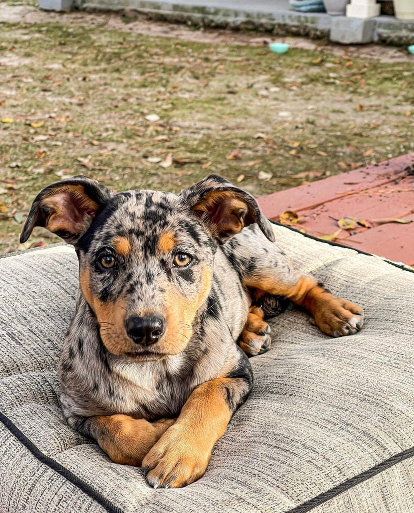 catahoula puppies for sale | catahoula leopard dog for sale | catahoula for sale