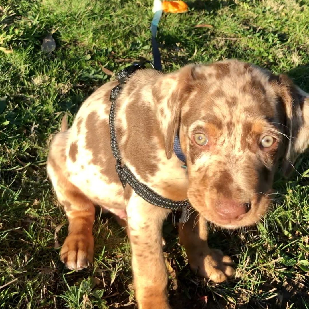 catahoula leopard dog for sale - catahoula puppies for sale usa