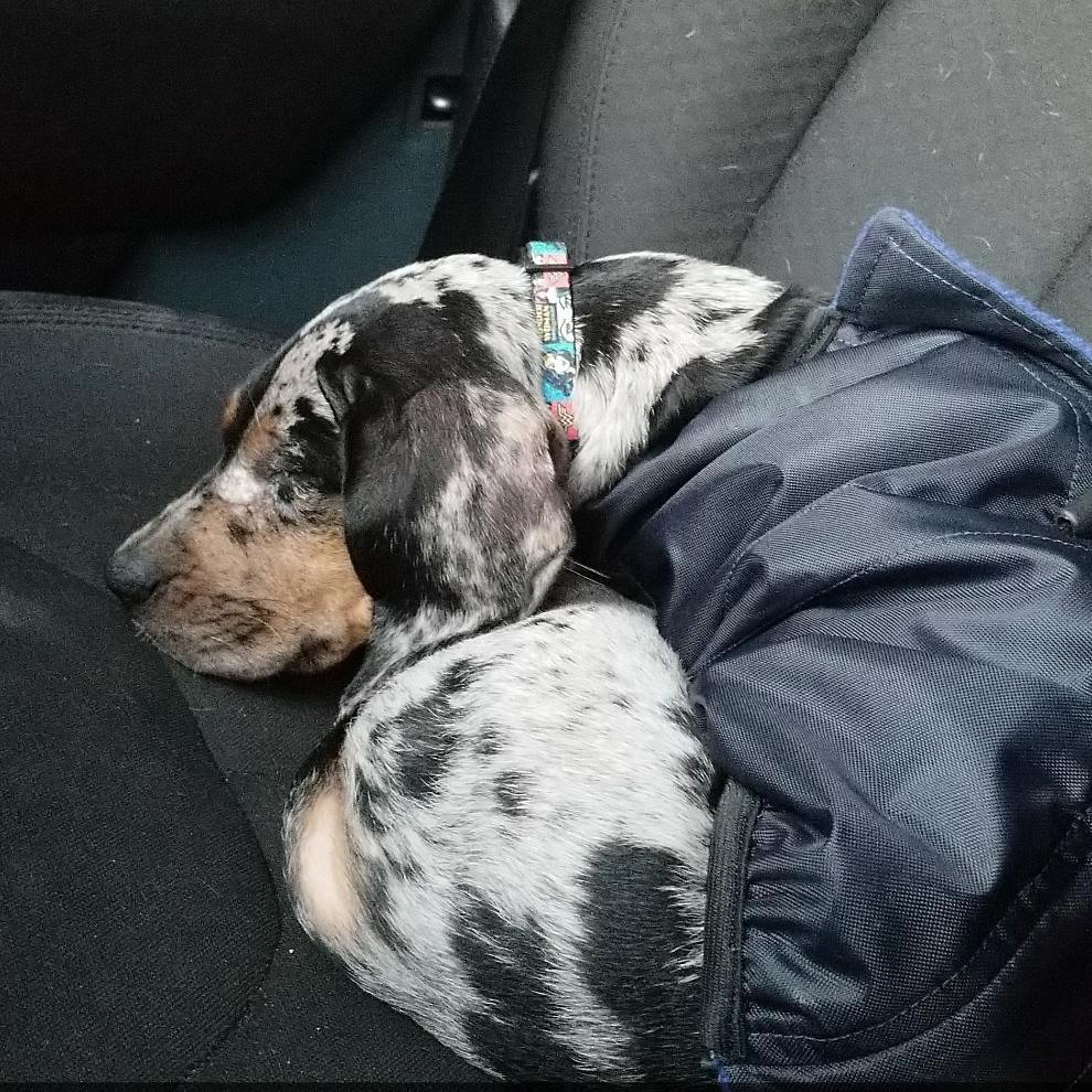 louisiana catahoula leopard dog | catahoula puppies 