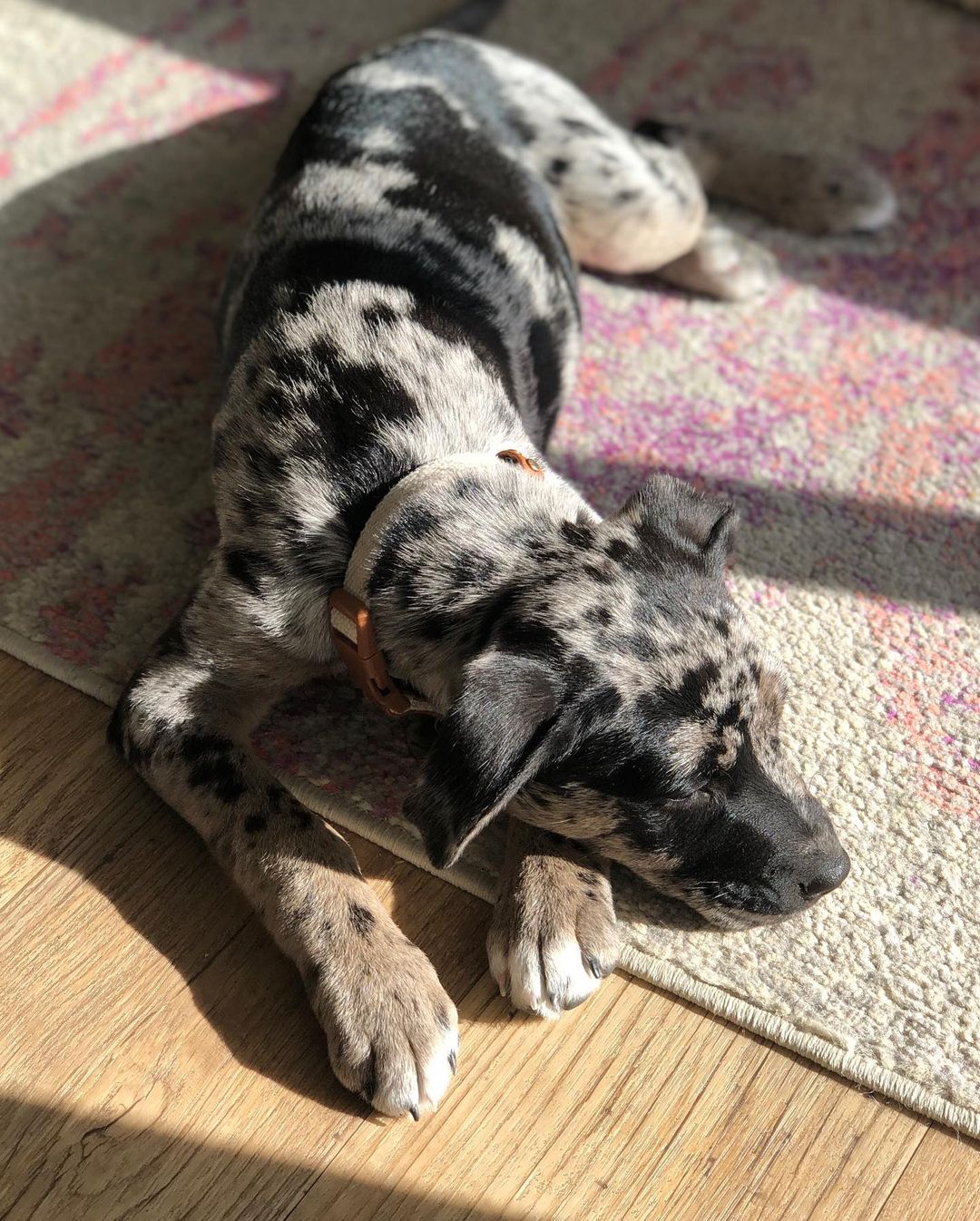 catahoula leopard dog for sale - catahoula puppies for sale