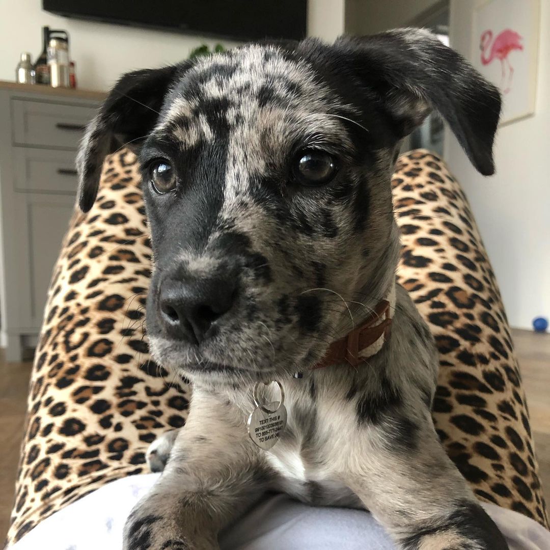 catahoula puppies - catahoula leopard dog