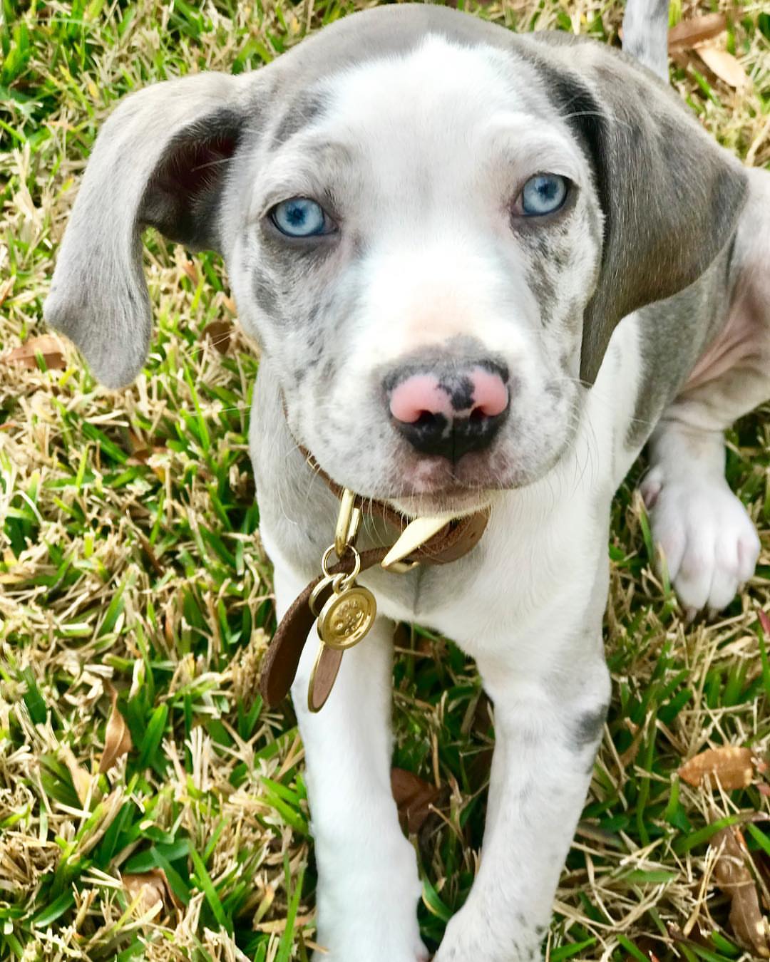 leopard dog for sale | catahoula puppies for sale | 