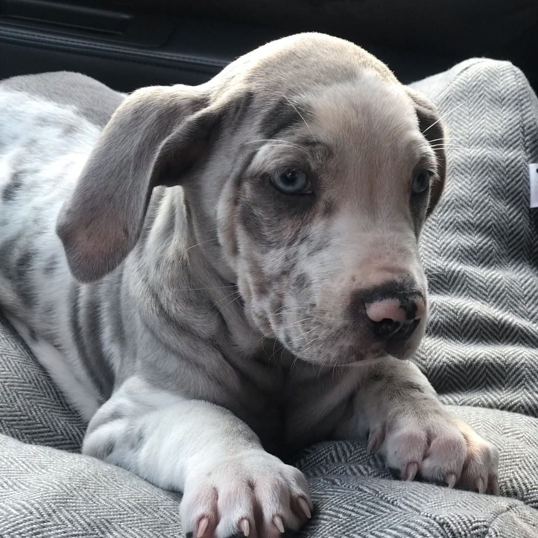 catahoula puppies | catahoula leopard dog | female catahoula puppy