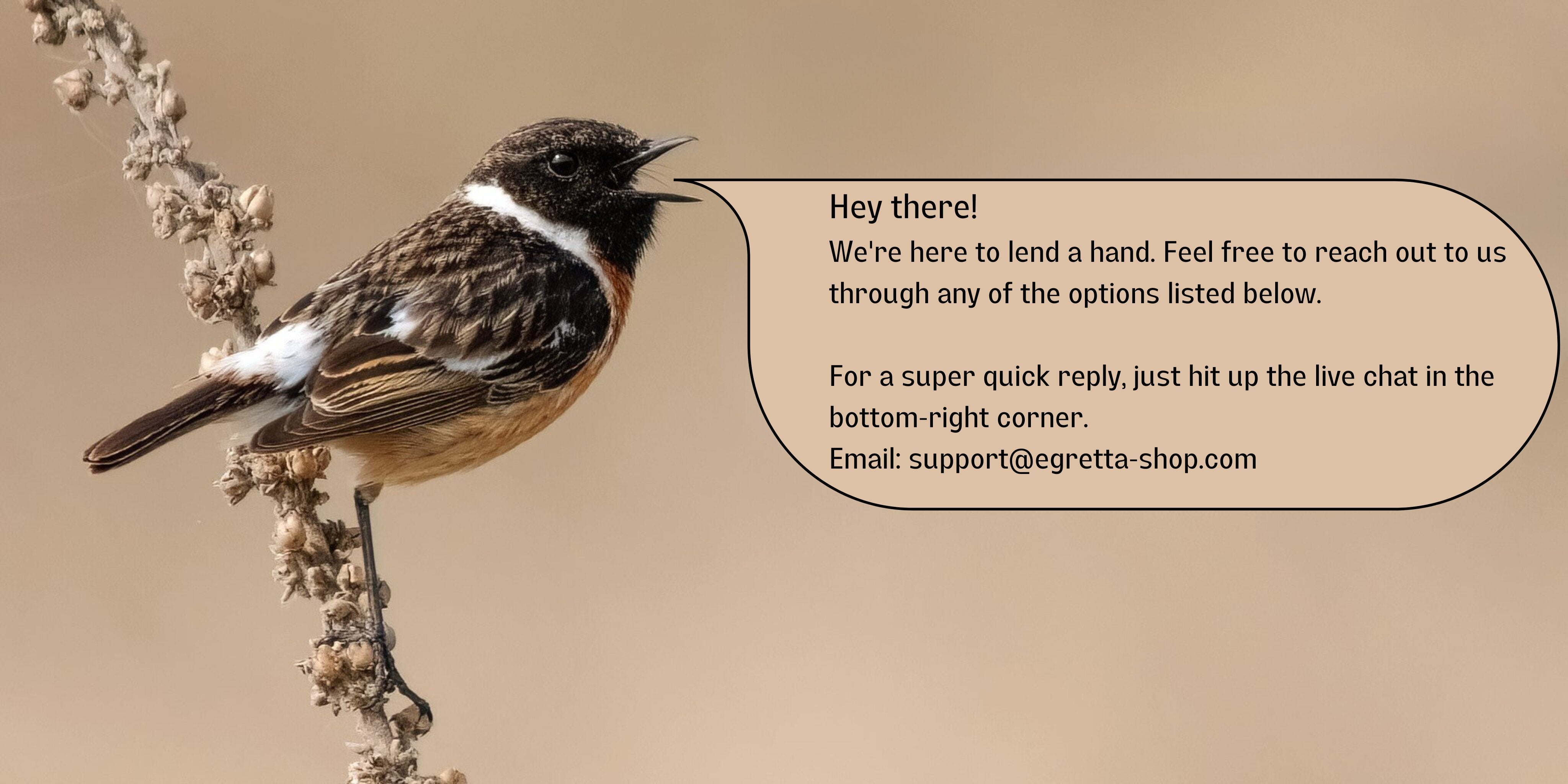 European stonechat is singing the contact info of Egretta.