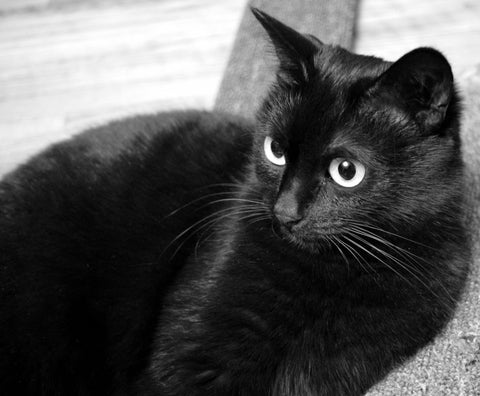 this halloween hug a black cat for luck dr catsby
