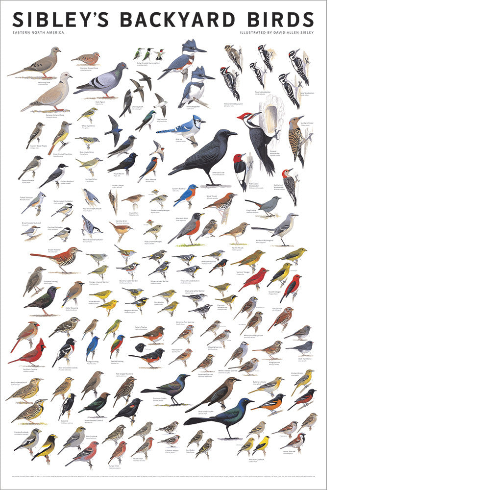 Sibley's Backyard Birds of Eastern North America Poster ...