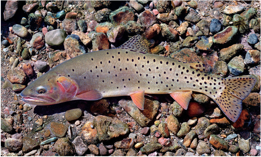 cutthroat trout