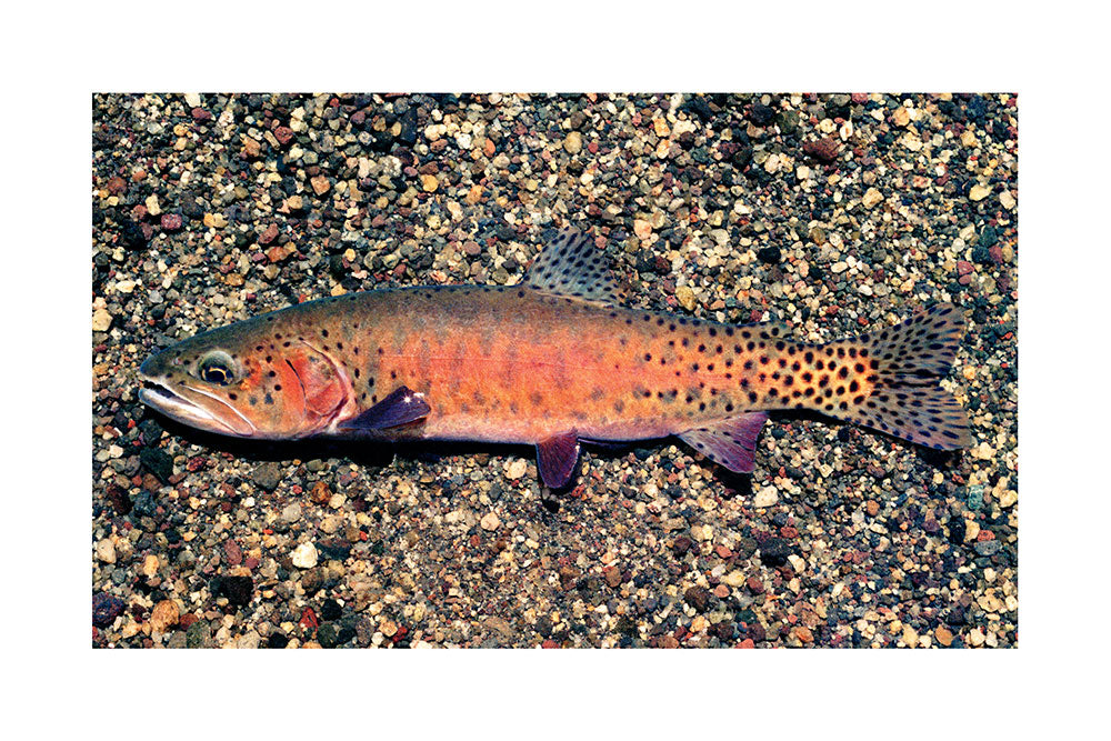 lahontan cutthroat trout