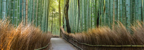 Traditional bamboo forest for producing bamboo charcoal water filters