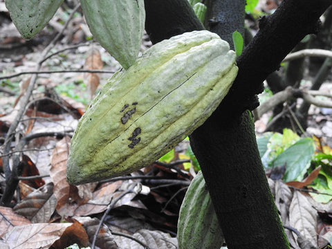 mazorca de cacao de Finca La Rioja, Chiapas.