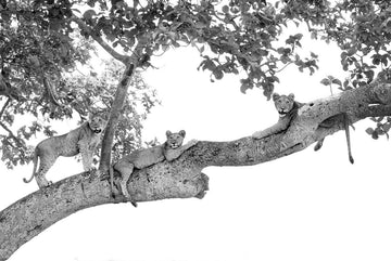 Fotografía: Parchando en las ramas, Uganda