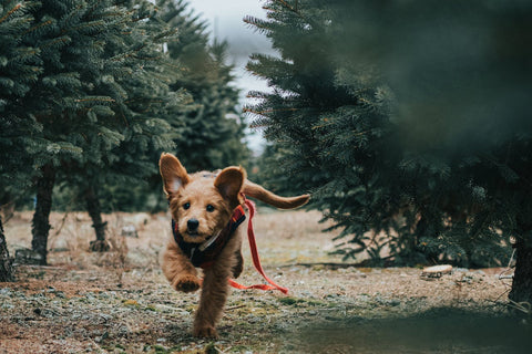 Probiotica voor honden helpen bij darmproblemen