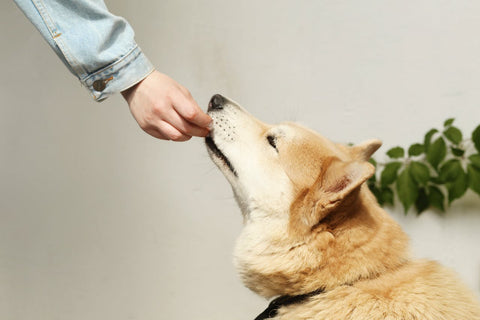 Zorg voor een gezonde voeding tegen jeuk bij hond