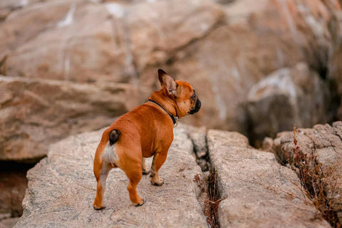 Eine Französische Bulldogge reagiert von Natur aus empfindlich auf Juckreiz