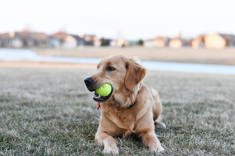 geef je hond genoeg lichaamsbeweging tegen jeuk